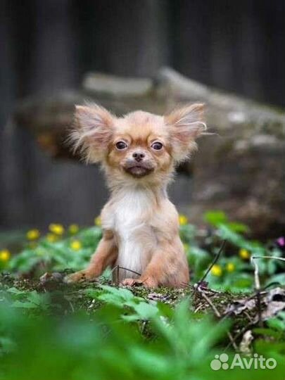 Золотой мальчик Ждём родителей