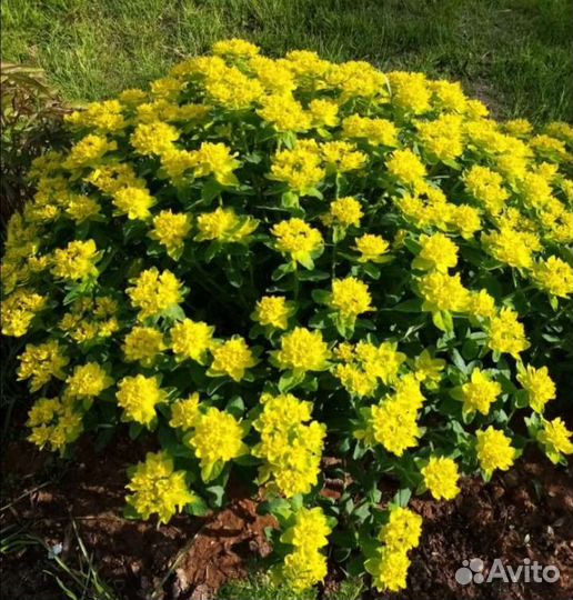 Многолетние растения для сада