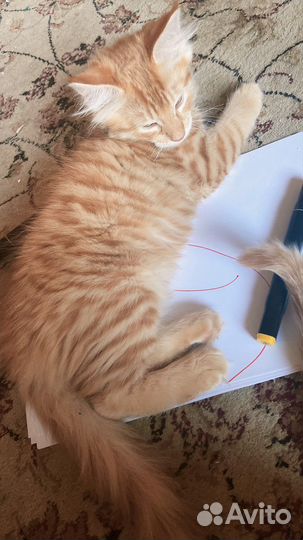 Отдам милых котях в хорошие руки