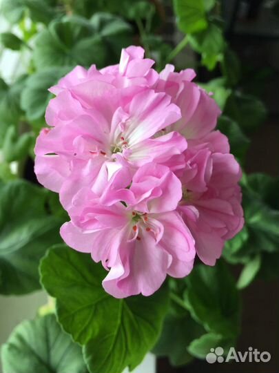 Пеларгония сортовая Пармское небо