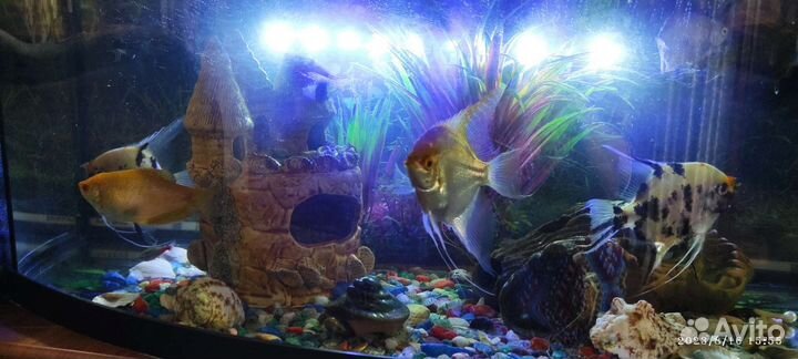 Аквариум