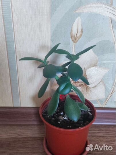 Крассула Хоббит