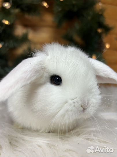 Кролики породы карликовый барашек