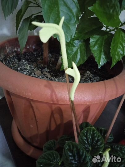 Пеперомия каперата лилиан