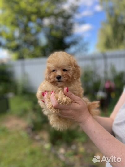 Той Пудель миниатюрный