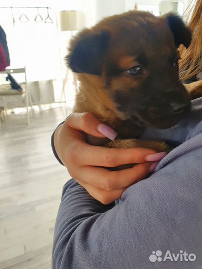 Собака в добрые руки