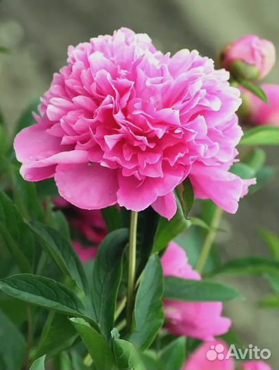 Пионы саженцы