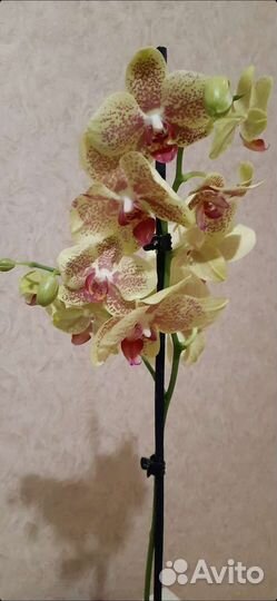 Орхидея фаленопсис