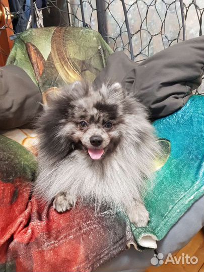 Малый немецкий шпиц (вязка)