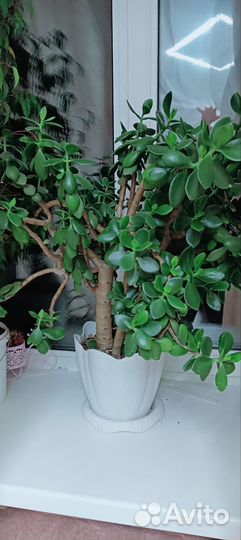 Толстяка (денежное дерево)