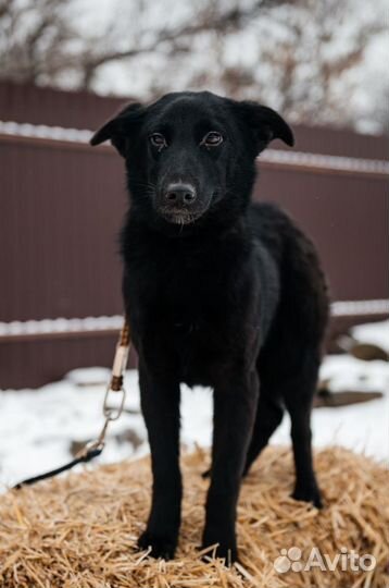 Молодая собака в дар