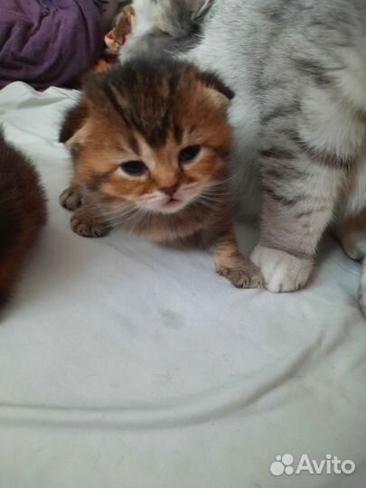 Шотландские котята