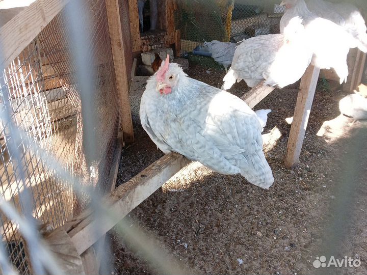 Продаю молодых петушков разные