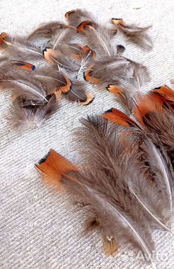 Перо/перья фазана (разные) цена за шт