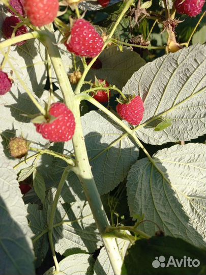 Ремонтантная малина