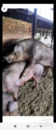 Хряк на случку