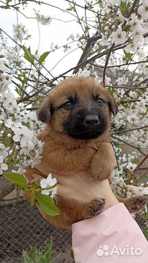 Щенки в добрые руки
