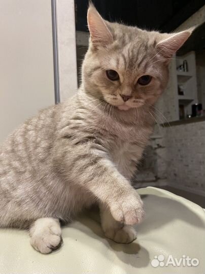 Британская