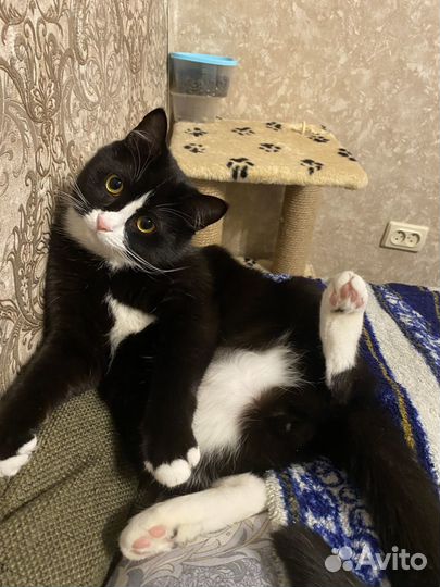 Отдам в добрые руки