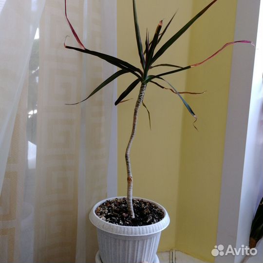 Комнатные цветы