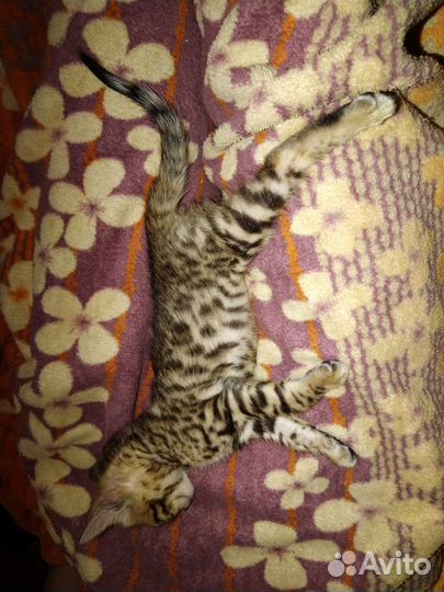 Бенгальский котёнок