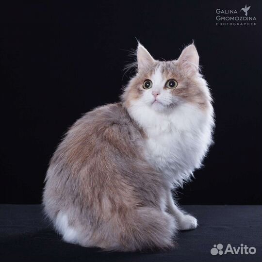 Ангел Солнца Ёкка