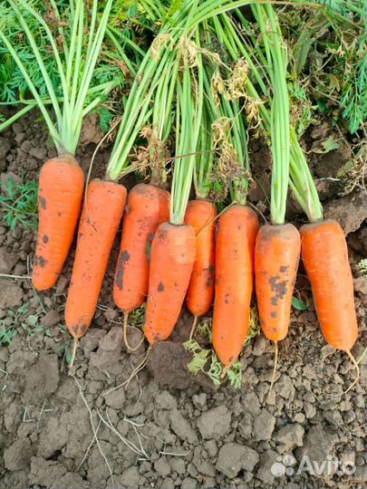 Морковь