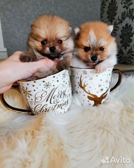 Микро шпицы в типе мишка