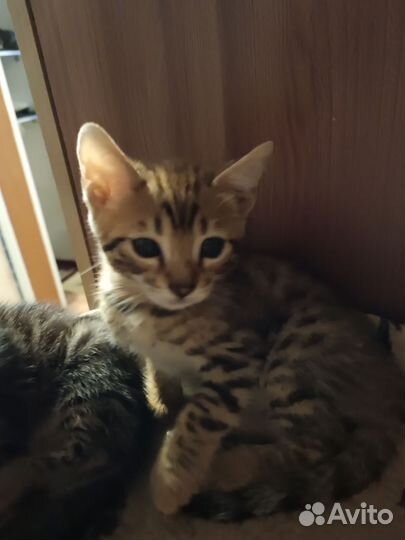 Бенгальские котята