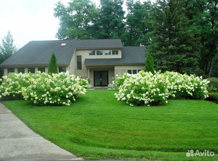 Рулонный газон с укладкой от производителя