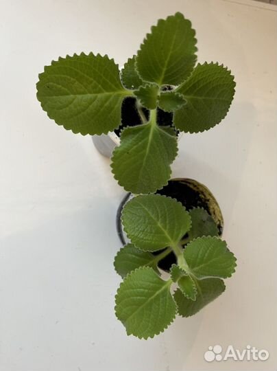 Адениум, острый перчик, мята