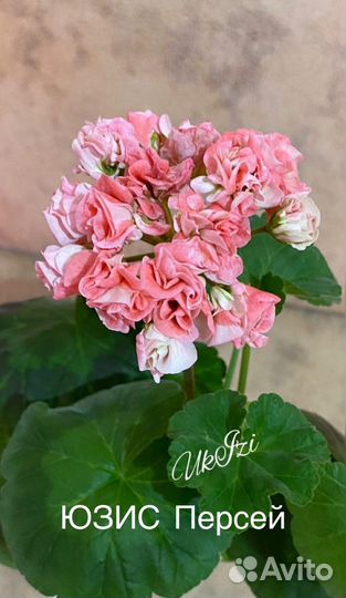 Пеларгония сортовая