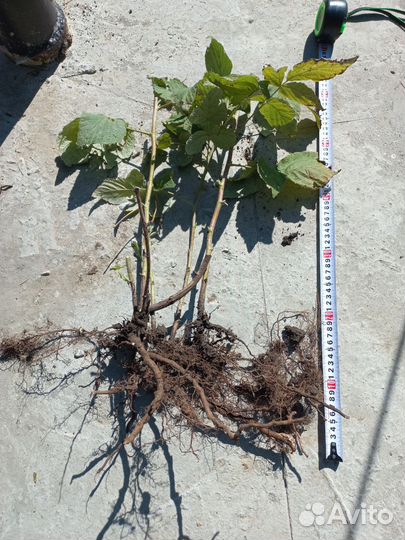 Ремонтантная малина