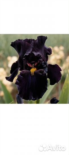 Петушки садовые ириски