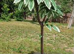 Искусственное дерево манго