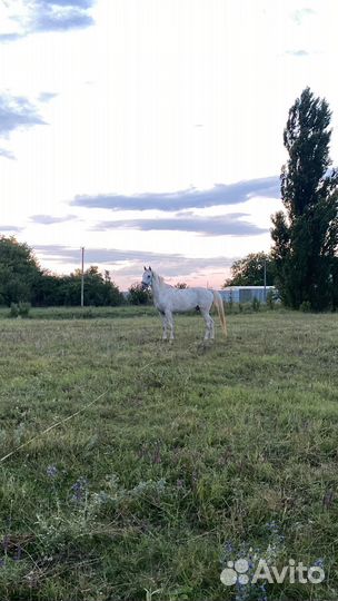 Жеребец русский рысак
