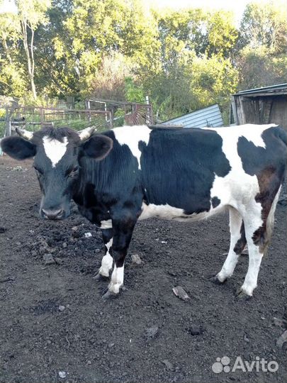 Телки стельные