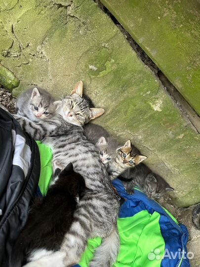 Отдам бесплатно