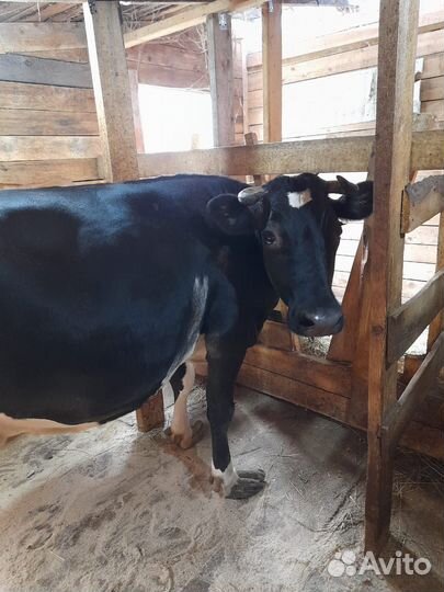 Коровы бычки