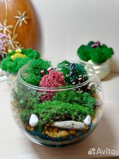 Моссариум, подарок