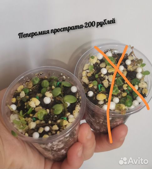 Домашние цветы