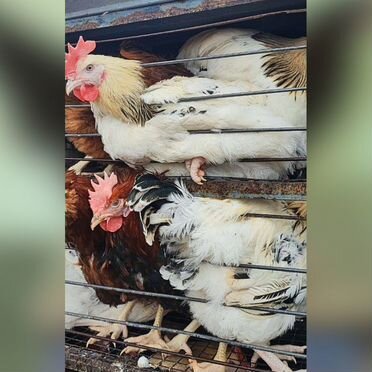 Петухи на мясо 4-5 мес с доставкой на дом