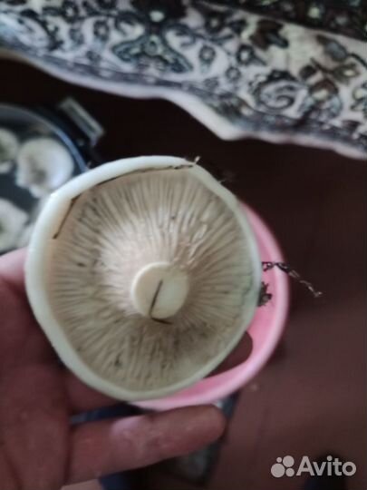 Продам грибы белый груздь