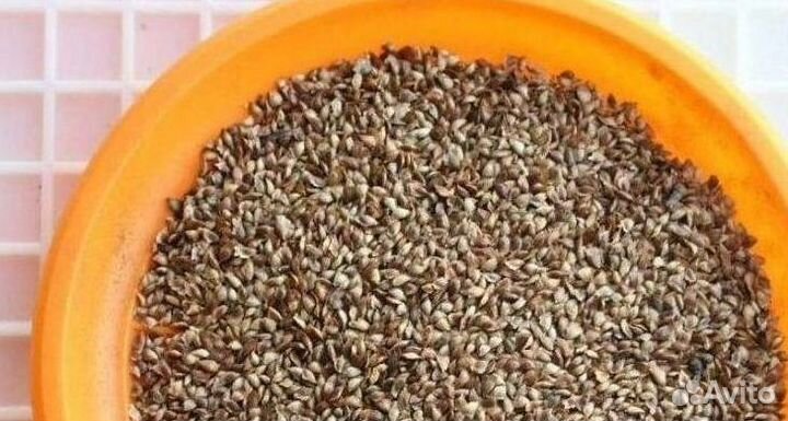 Семена сосны от производителя