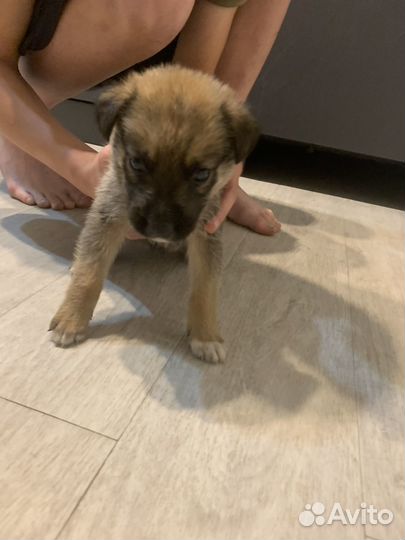 Щенок овчарки