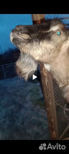 Продается коза