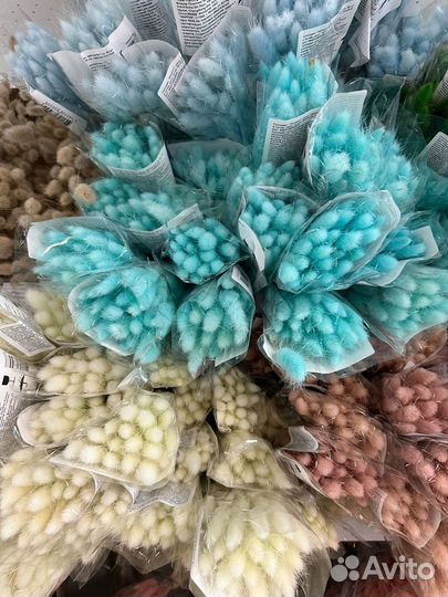 Лагурус, фаларис сухоцветы