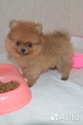 Щенки шпица