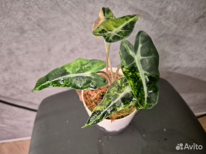 Алоказия бамбино вариегатная аурея