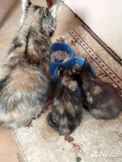 Котятки в добрые руки